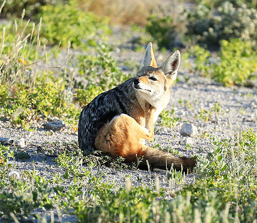 Black-backed jackal - Ongava Game reserve