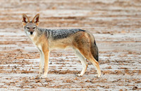 Black-backed jackal - Skeleton Coast