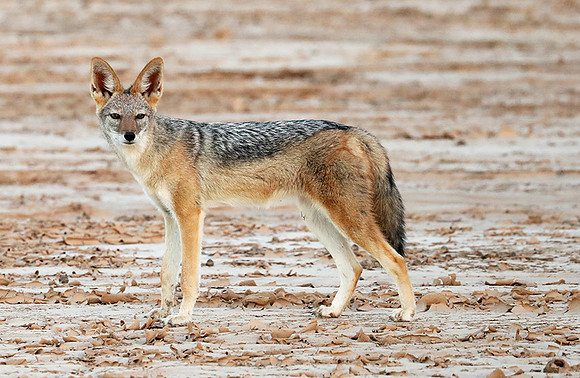 Black-backed jackal - Skeleton Coast