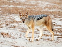 Black-backed jackal - Skeleton Coast
