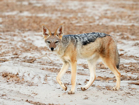 Black-backed jackal - Skeleton Coast