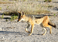 Black-backed jackal - Ongava Game reserve