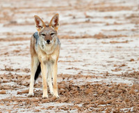 Black-backed jackal - Skeleton Coast