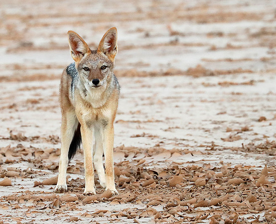 Black-backed jackal - Skeleton Coast