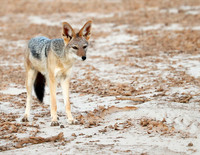 Black-backed jackal - Skeleton Coast