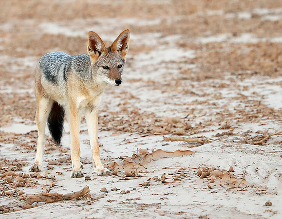 Black-backed jackal - Skeleton Coast