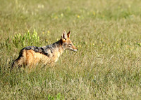 Black-backed jackal - Ongava Game reserve