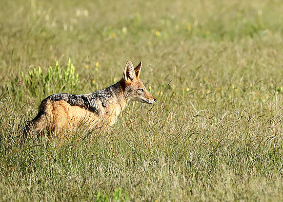 Black-backed jackal - Ongava Game reserve
