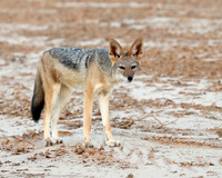Black-backed jackal - Skeleton Coast
