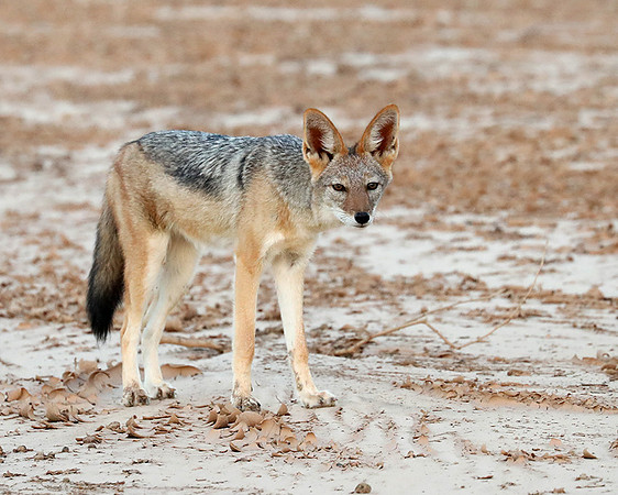 Black-backed jackal - Skeleton Coast