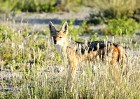 Black-backed jackal - Ongava Game reserve