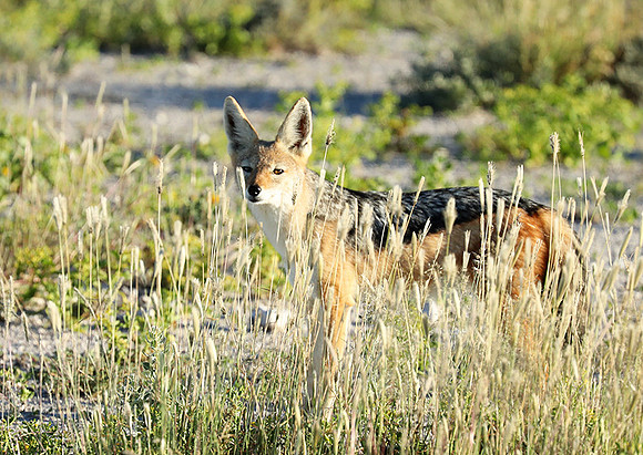 Black-backed jackal - Ongava Game reserve