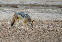 Black-backed jackal - Skeleton Coast