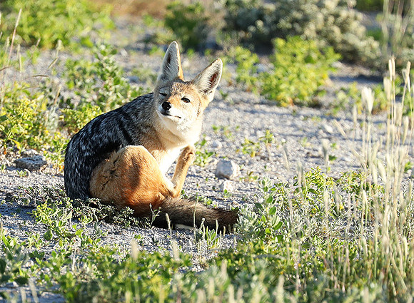 Black-backed jackal - Ongava Game reserve