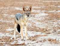Black-backed jackal - Skeleton Coast