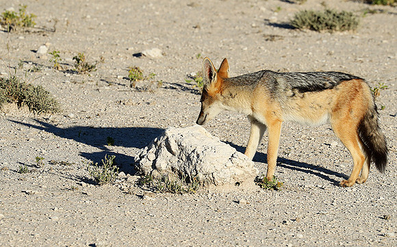 Black-backed jackal - Ongava Game reserve