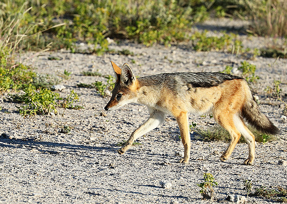 Black-backed jackal - Ongava Game reserve