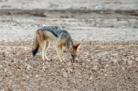 Black-backed jackal - Skeleton Coast