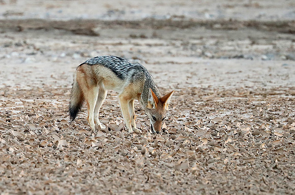 Black-backed jackal - Skeleton Coast