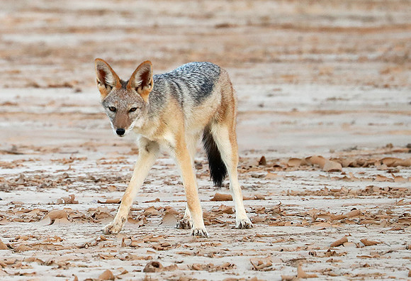 Black-backed jackal - Skeleton Coast