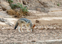 Black-backed jackal - Skeleton Coast