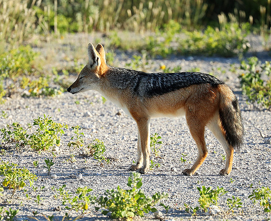 Black-backed jackal - Ongava Game reserve