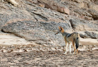 Black-backed jackal - Skeleton Coast
