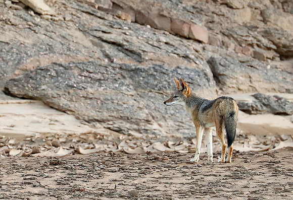 Black-backed jackal - Skeleton Coast
