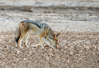 Black-backed jackal - Skeleton Coast
