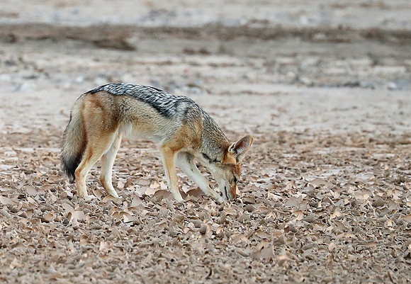 Black-backed jackal - Skeleton Coast