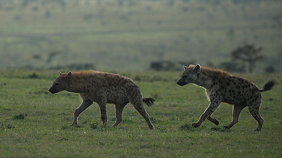 Laikipia