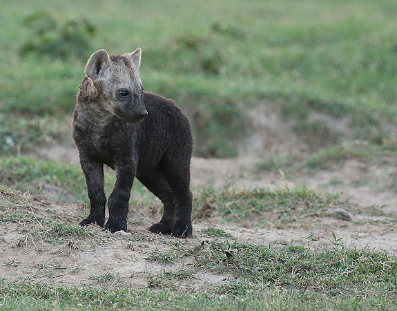 Laikipia