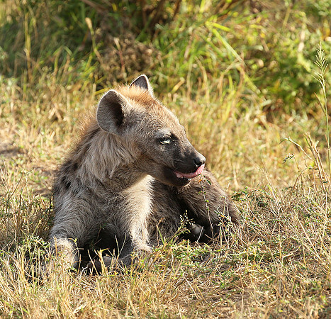 Masaï Mara : Spotted hyena cub