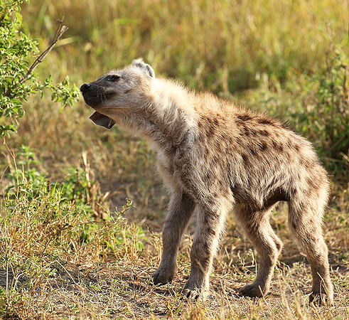 Masaï Mara : Spotted hyena cub