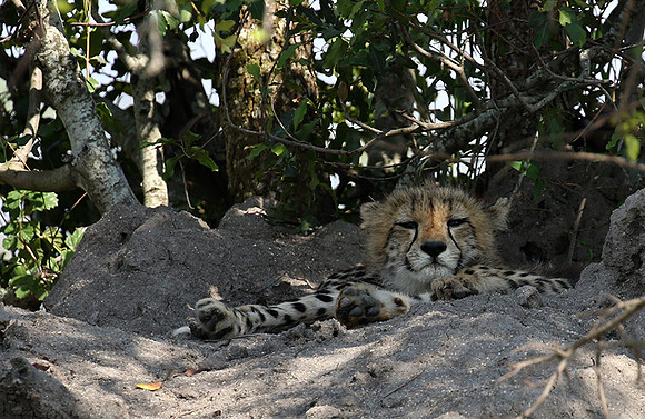 Mala Mala