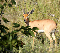 Ongava Game Reserve