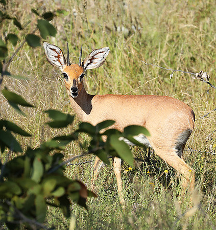 Ongava Game Reserve