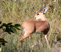 Ongava Game Reserve