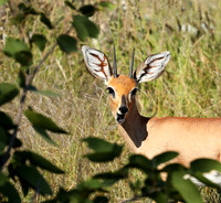 Ongava Game Reserve