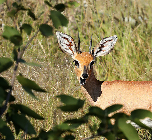 Ongava Game Reserve