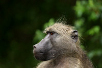 Lion Sands