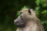 Lion Sands