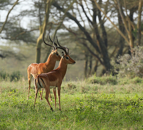 Laikipia