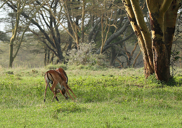 Laikipia