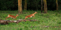 Laikipia