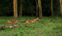 Laikipia