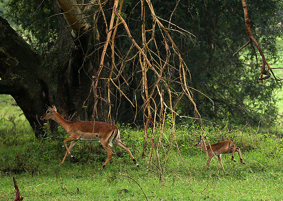 Laikipia