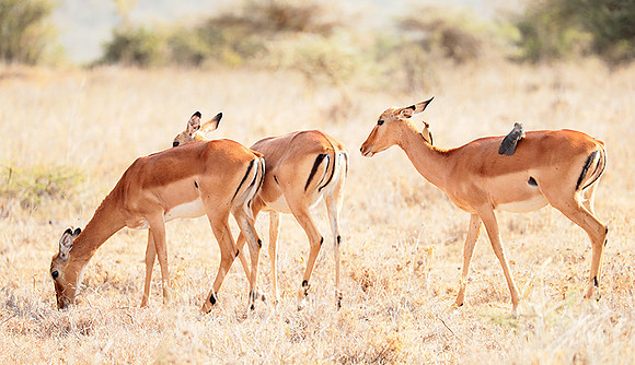Nairobi National parc