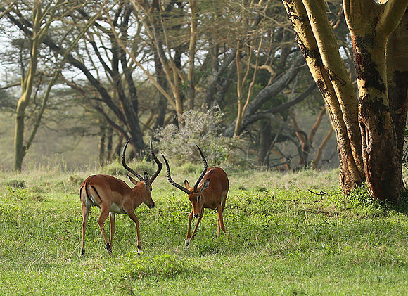 Laikipia