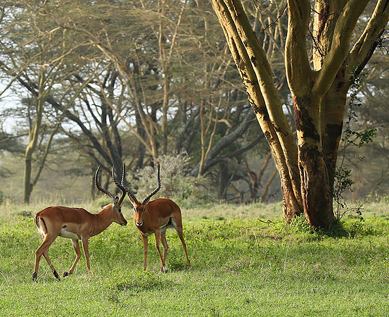 Laikipia